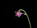 Drosera prolifera flower