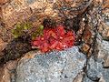 Drosera trinervia