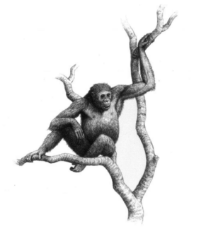 <i>Hispanopithecus</i> Genus of apes from Miocene Europe