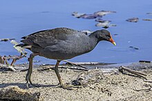 Dusky moorhen (Gallinula tenebrosa tenebrosa) Sydney.jpg