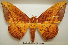 Eacles barnesi