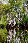 East Alligator River Paperbarks.jpg