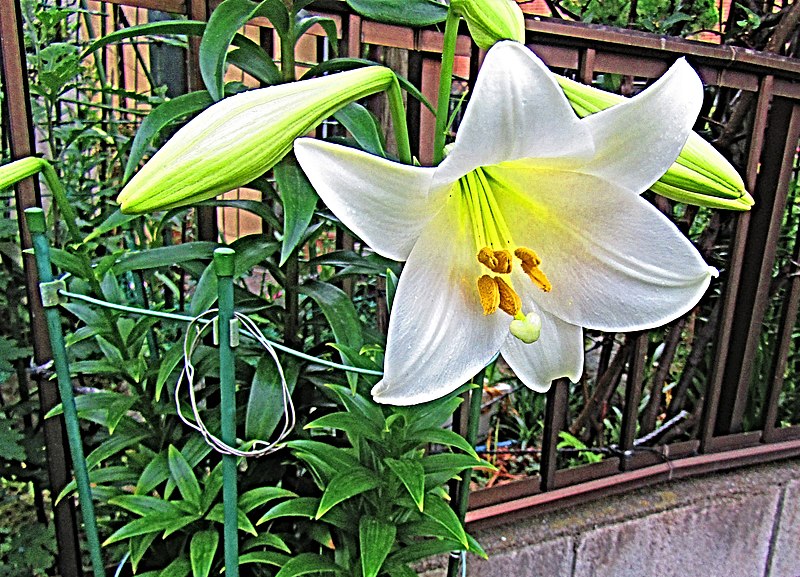 File:Easter lily (Lilium longiflorum).jpg