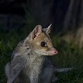 * Nomination Eastern quoll (Dasyurus viverrinus) fawn morph --Charlesjsharp 12:32, 4 January 2024 (UTC) * Promotion  Support Good quality. --MB-one 15:29, 5 January 2024 (UTC)