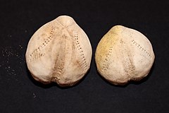 File:Echinocardium cordatum.005 - A Coruña.jpg (Category:Echinocardium cordatum)