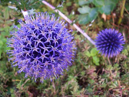 Echinops Ain France.jpg