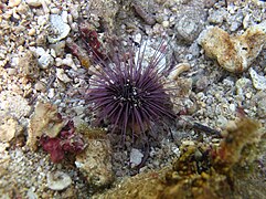 Echinostrephus molaris hors de son terrier à La Réunion