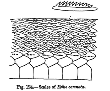 Closeup: scales with serrated keels Echis carinatus gab.png
