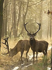 Two red deer in a forest. One is facing the camera and the other is eating grass to its left