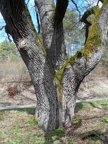 File:Eiche am Haskenstein bei Ramsthal.jpg