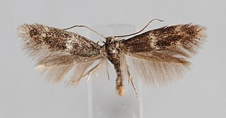 <i>Elachista excelsicola</i> Species of moth