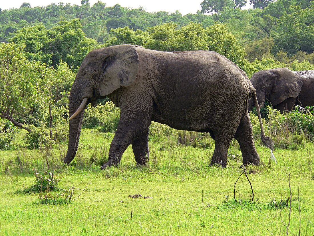 Savana sudanese occidentale