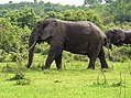 Elefant Ghana.jpg