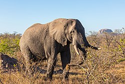 Slon africký (Loxodonta africana), Krugerův národní park, Jižní Afrika, 25.07.2018, DD 20.jpg