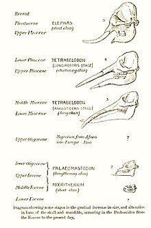 Evolution of elephants from the ancient Eocene (bottom) to the modern day (top) ElephEvol.jpg