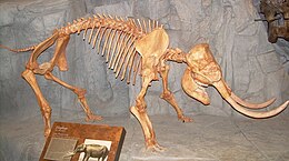 Elephas skeleton.JPG