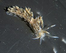 Emarcusia morroensis de Santa Cruz, Californie.jpg