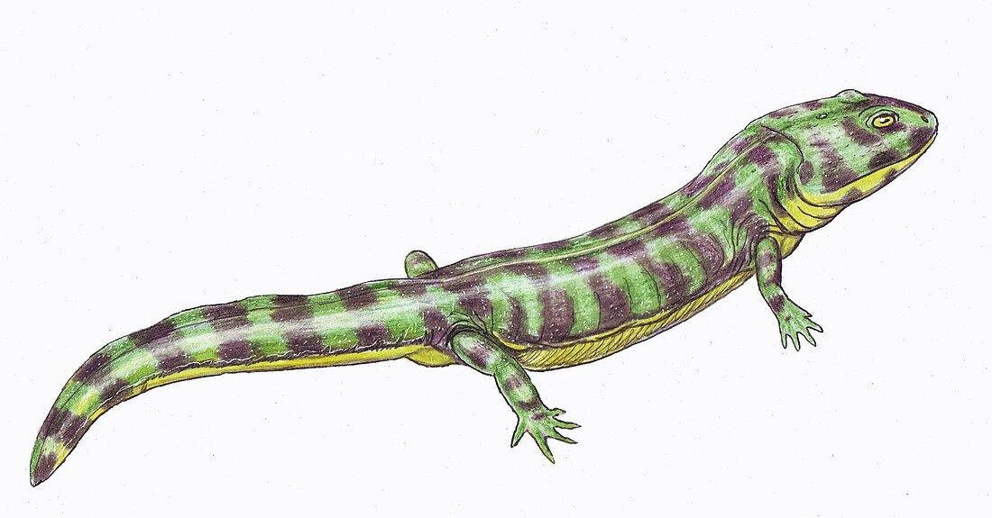 Enosuchus