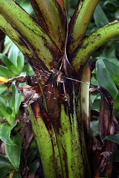 File:Ensete ventricosum 3zz.jpg