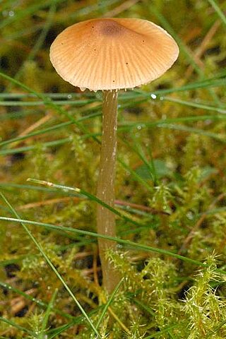 <i>Entoloma cetratum</i> Species of fungus