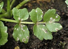 Leaf of creeping marshwort infested with Entyloma helosciadii fungus Entyloma helosciadii kz02.jpg