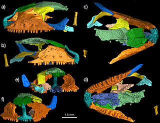 <span class="mw-page-title-main">Paramacellodidae</span> Extinct family of lizards