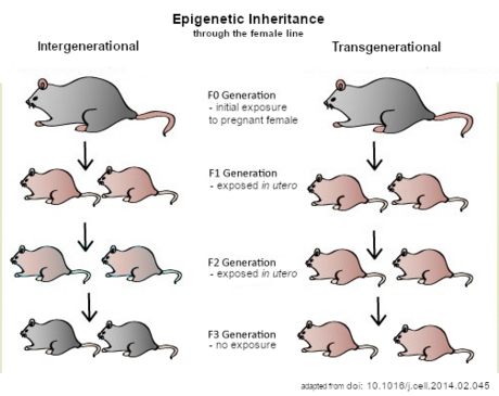 表观遗传跨代继承