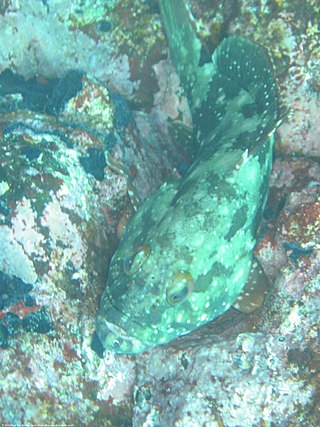 <i>Epinephelus labriformis</i> Species of fish