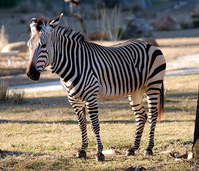 File:Equus zebra - Disney's Animal Kingdom Lodge, Orlando, Florida, USA - 20100119.jpg