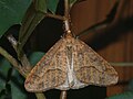 Erannis defoliaria ♂ - Mottled umber (male) - Пяденица-обдирало (самец) (26052478347).jpg
