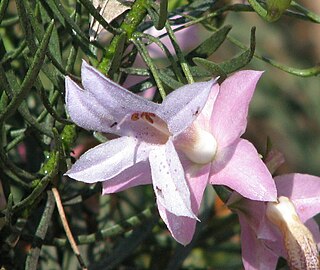 <i>Eremophila abietina</i> Species of flowering plant