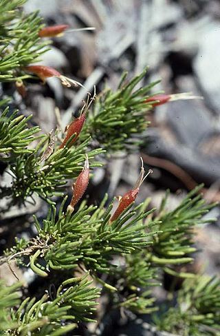 <i>Eremophila chamaephila</i> Species of flowering plant