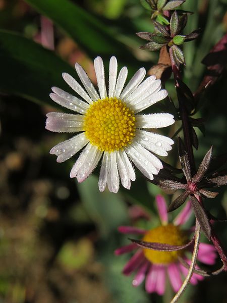 File:Erigeron karvinskianus at Mannavan Shola, Anamudi Shola National Park, Kerala (10).jpg