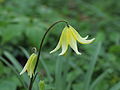 Erythronium ‘Pagoda’ in de vroege morgen bedekt met dauw.