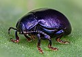 Escarabajo (Chrysolina sturmi), Hartelholz, Múnich, Alemania, 2020-06-28, DD 546-573 FS.jpg