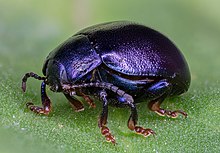 Escarabajo (Chrysolina sturmi), Hartelholz, Munich, Alemania, 2020-06-28, DD 546-573 FS.jpg
