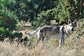 Eska der Tschechoslowakische Wolfhund und der Herbst 4.jpg