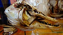 Esox Lucius - squelette conservé au mnhn Paris