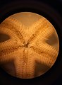 Estrella de mar vista en un microscopio.jpg