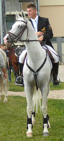 Vue de face d'un grand cheval gris monté par un homme jeune en tenue.