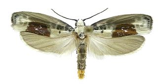 <i>Ethmia millerorum</i> Species of moth