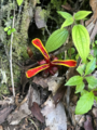 Etlingera littoralis