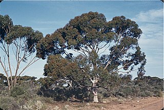 <i>Eucalyptus brockwayi</i> Species of eucalyptus