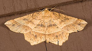 <i>Euchlaena tigrinaria</i> Species of moth