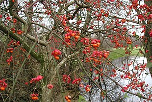 Euonymus-europaeus.jpg