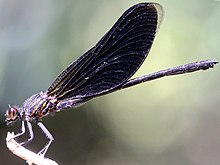 Euphaea masoni-male.jpg