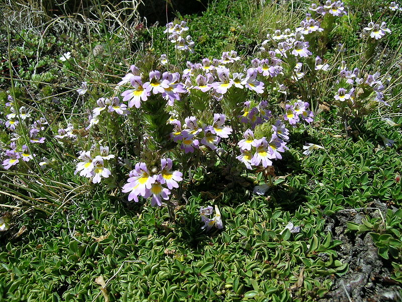 File:Euphrasia alpina Alpen-Augentrost.JPG