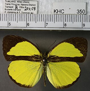 <i>Eurema nicevillei</i> Species of butterfly