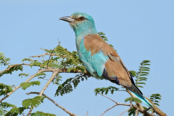 Image: European Roller (Coracias garrulus) (16475688389)