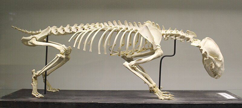 File:European badger (Meles meles) skeleton at the Royal Veterinary College anatomy museum.JPG